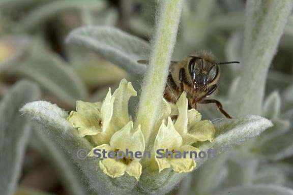 sideritis italica 3 graphic